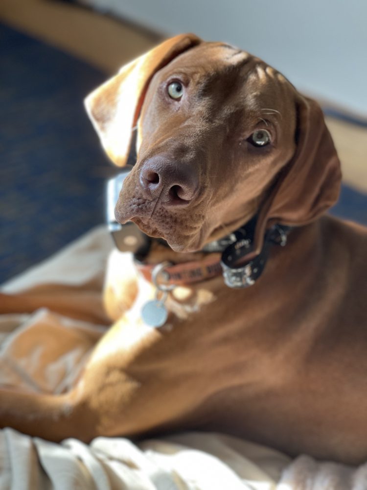 Blue, our Vizsla sire, giving his famous head tilt