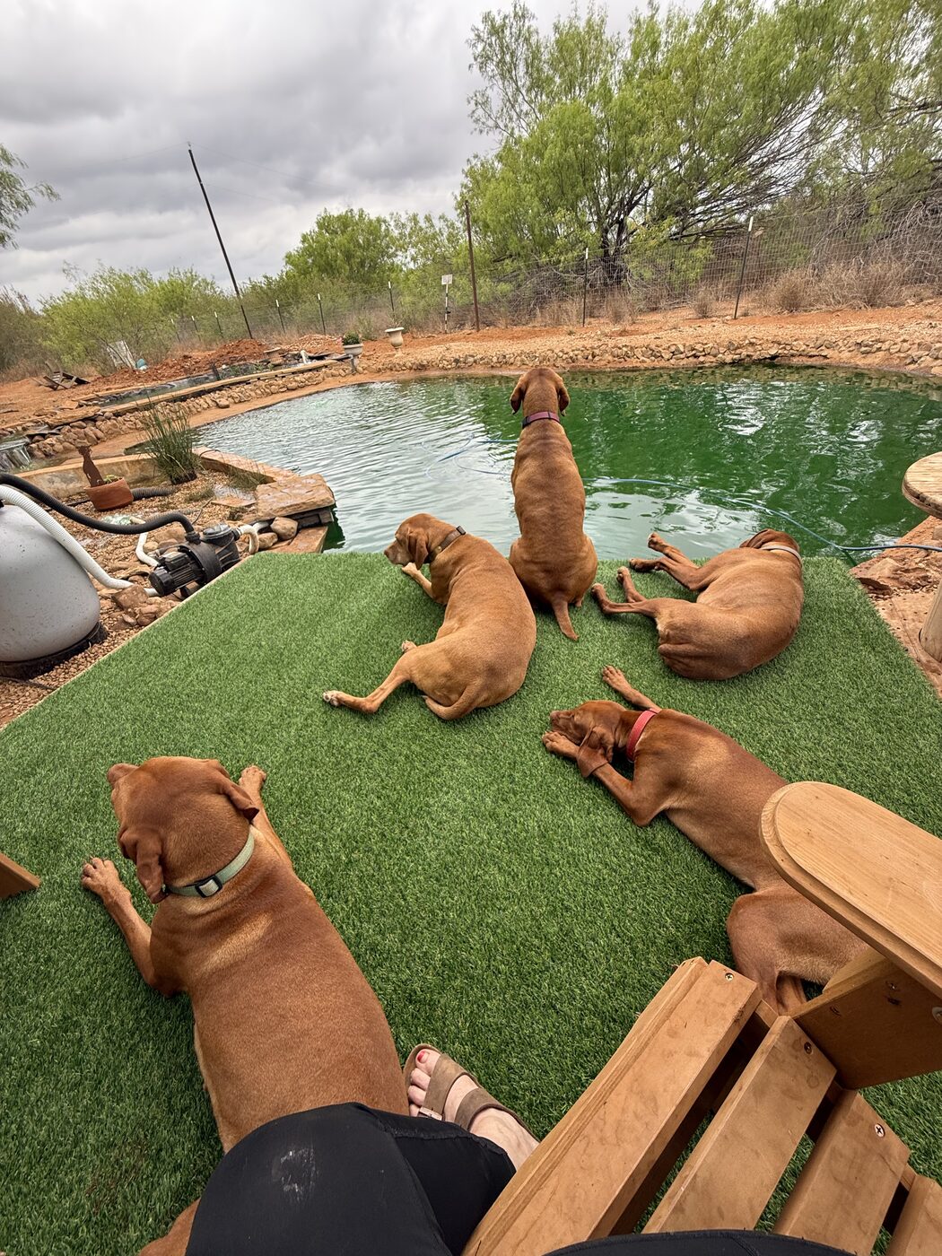 Our Vizslas relaxing together beside the pond at Bout Time Ranch