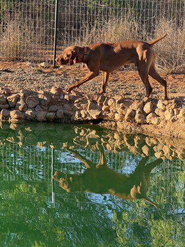 Vizsla stalking along the pond edge, reflected in the water
