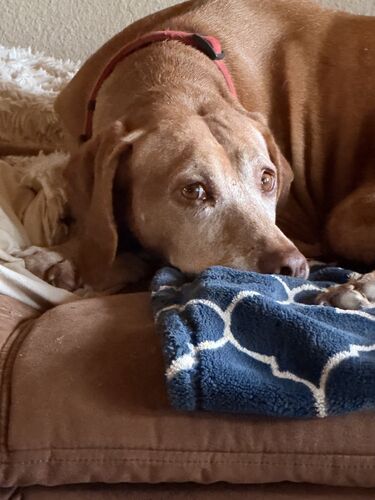 Adult Vizsla resting on the couch